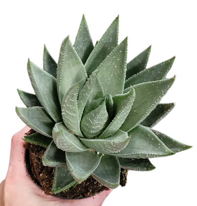 Haworthia Savanna 